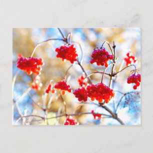 Pfeilholzbeeren Postkarte