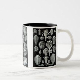 Pfeilschwanzkrebse, Trilobites u. Schnecken Zweifarbige Tasse