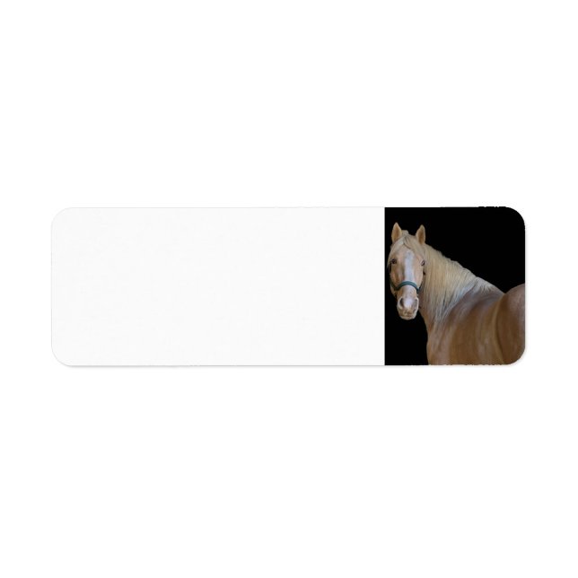 Pferd (Vorne)