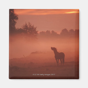 Pferd am Sonnenaufgang Magnet