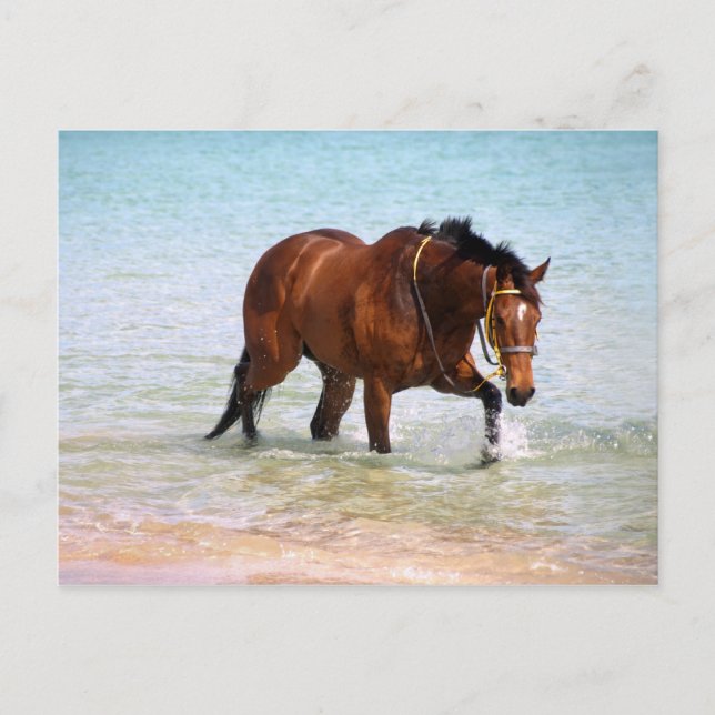Pferd am Strand Postcard Postkarte (Vorderseite)