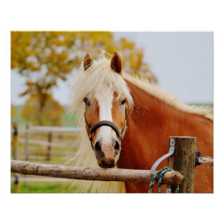 Pferd am Tor Poster