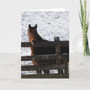Pferd am Zaun Karte