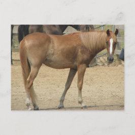 Pferd an einem heißen Tag Postkarte