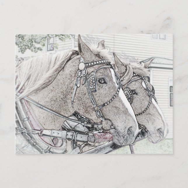 Pferd Art 2010 3 Postkarte (Vorderseite)