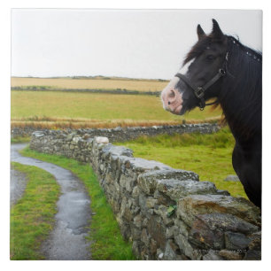 Pferd auf Bauernhof in ländlichem England Fliese