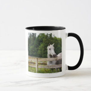 Pferd auf dem Gebiet, das über Zaun schaut Tasse