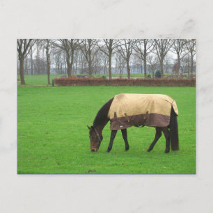 Pferd auf der Wiese Postkarte