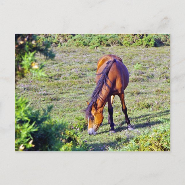 Pferd auf der Wiese Postkarte (Vorderseite)