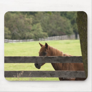 Pferd auf einem Bauernhof, das sich von einem Baum Mousepad
