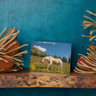 Pferd auf Gräsern auf einer Almwiese im Sommer Fotoplatte