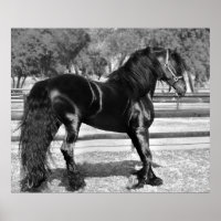Pferd aus schwarzem Hengst