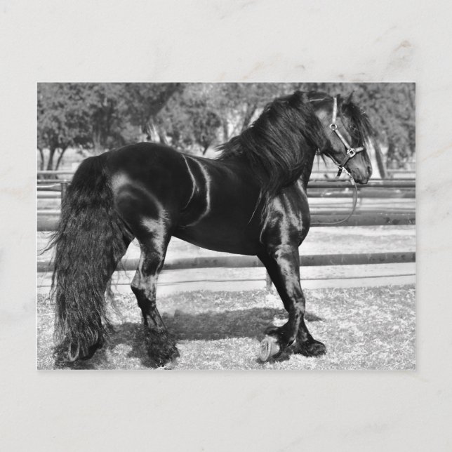 Pferd aus schwarzem Hengst Postkarte (Vorderseite)