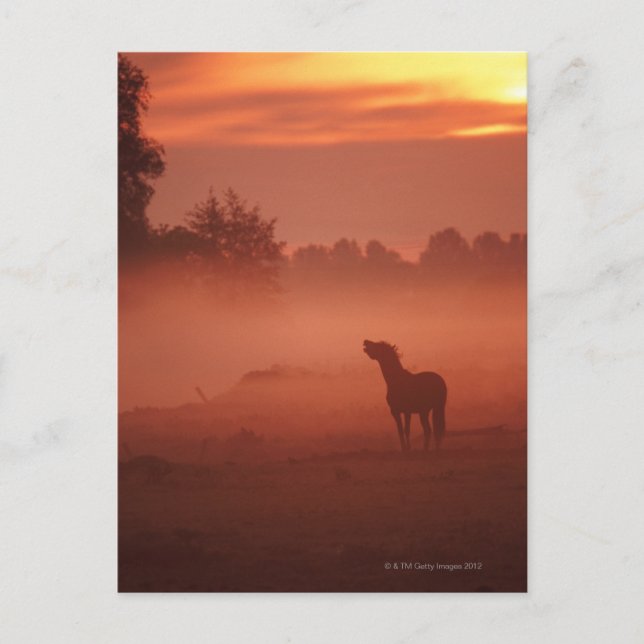 Pferd bei Sonnenaufgang Postkarte (Vorderseite)