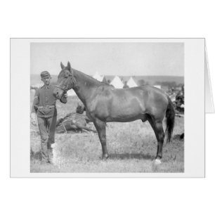 Pferd "Comanche" der einzige Überlebende des Custe