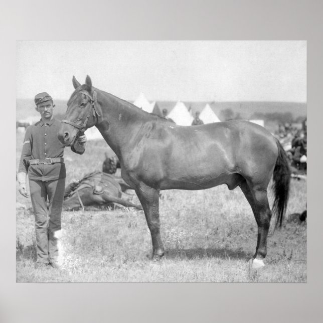 Pferd "Comanche" der einzige Überlebende des Custe Poster (Vorne)