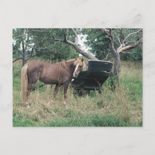 Pferd, das alte Buggy ausprobiert Postkarte