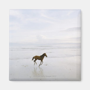 Pferd, das auf den Strand läuft Magnet
