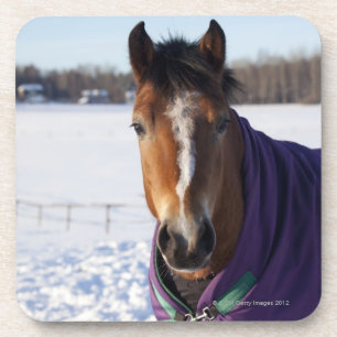 Pferd, das auf einem schneebedeckten Feld auf Getränkeuntersetzer