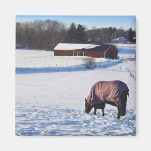 Pferd, das auf einem schneebedeckten Feld auf Magnet