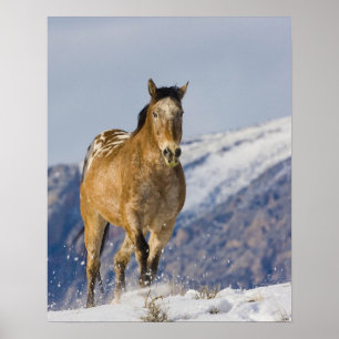 Pferd, das in Schnee 2 läuft Poster