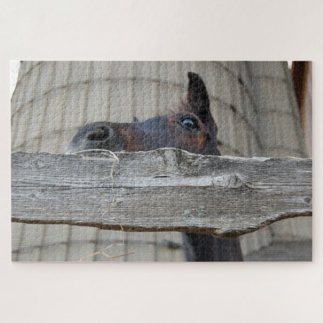 Pferd, das über den Zaun schaut (Horizontal)