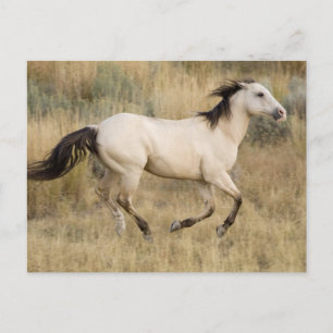 Pferd durch die Graslandschaft Prairie Postkarte