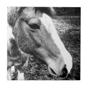 Pferd Fliese