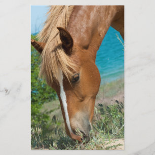 Pferd Flyer