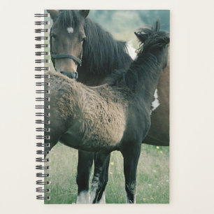 Pferd Foto Equine Mare Foal Planer