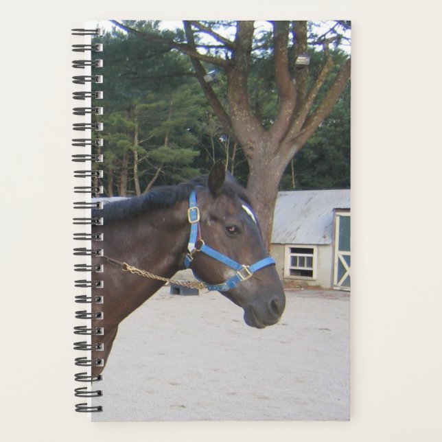 Pferd Foto Pferdepferd Stabil Planer (Vorderseite)