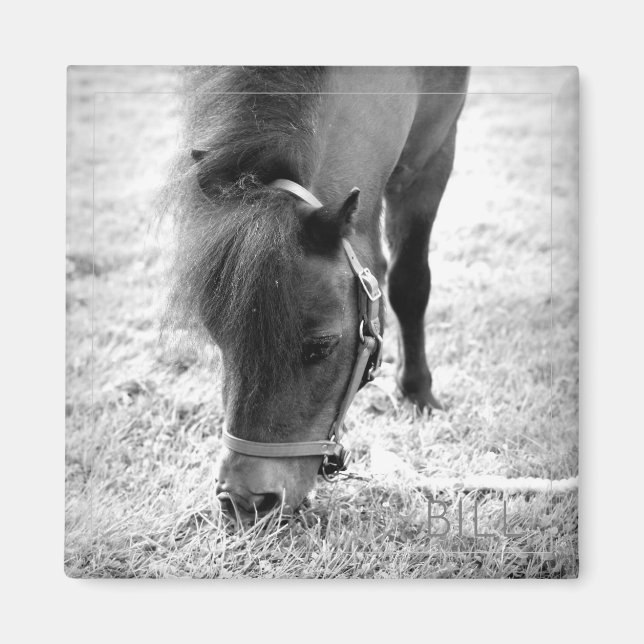 Pferd Foto Zeitlos Keepake Schwarz-weiße Haustiere Magnet (Vorne)