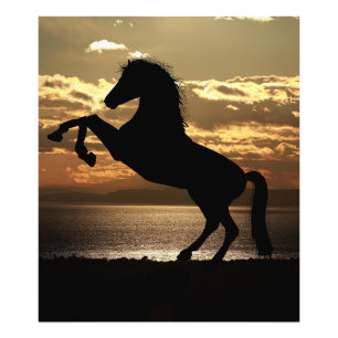 Pferd Fotodruck