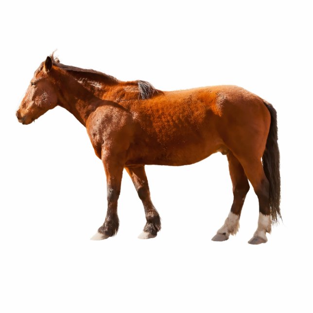 PFERD FREISTEHENDE FOTOSKULPTUR  (Vorne)