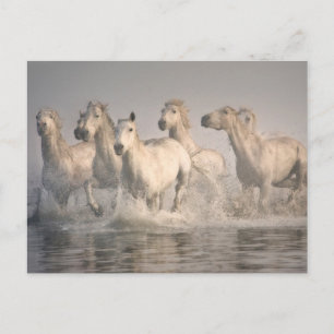 Pferd Galopp im Mittelmeer Postkarte