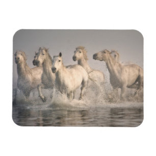 Pferd galoppiert im Mittelmeerwasser Magnet
