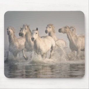 Pferd galoppiert im Mittelmeerwasser Mousepad