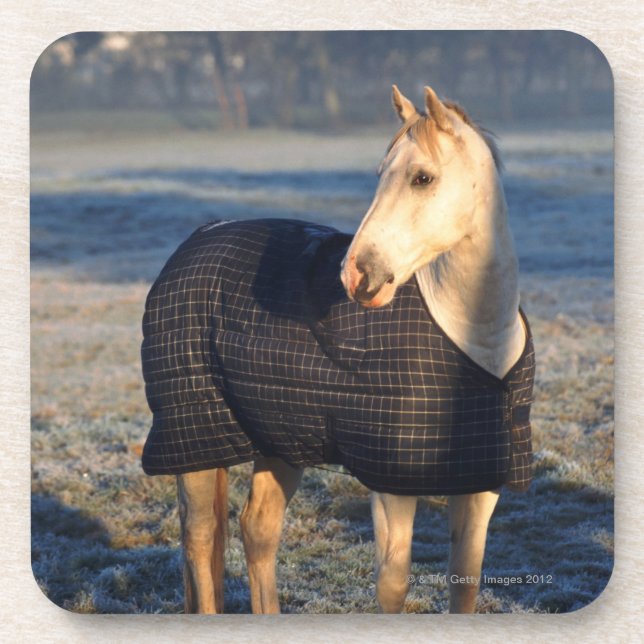 Pferd Getränkeuntersetzer (Vorderseite)