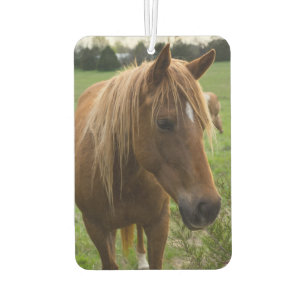 Pferd hallo autolufterfrischer