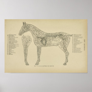 Pferd Herzarterien Anatomie Veterinärdruck Poster