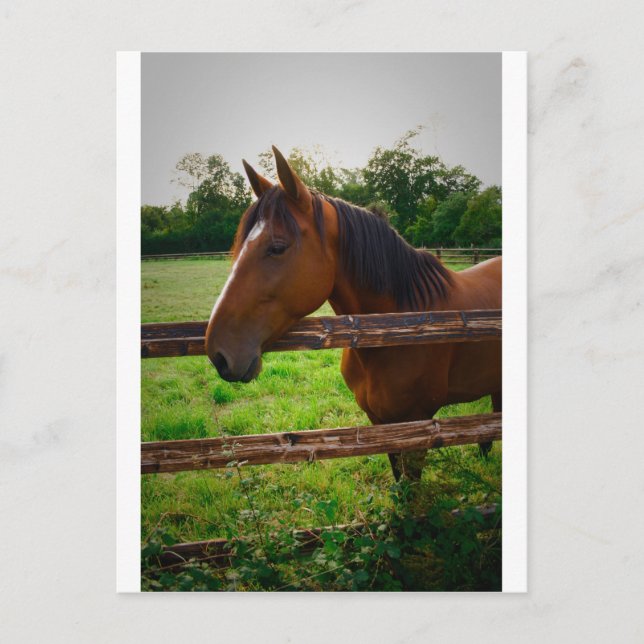 Pferd im Feld / Un cheval dans le pré Postkarte (Vorderseite)