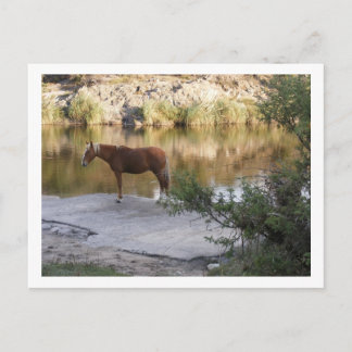 Pferd im Fluss Postkarte