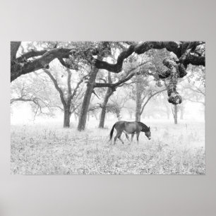 Pferd im Foggy Field of Oaks Poster