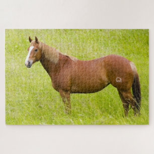 Pferd im Frühjahrsfeld