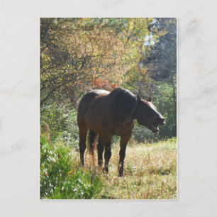 Pferd im Herbst Postkarte