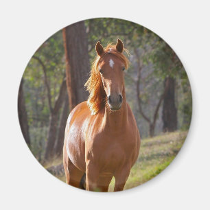 Pferd im Holz Magnet