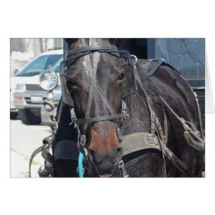 Pferd im Parkplatz
