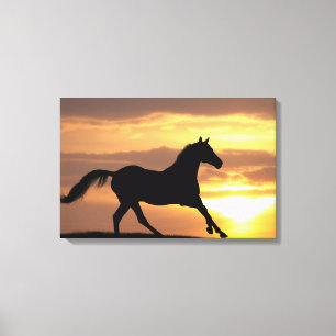 Pferd im Sonnenuntergang Leinwanddruck