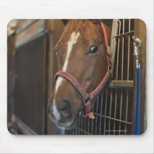 Pferd im Stall Mousepad