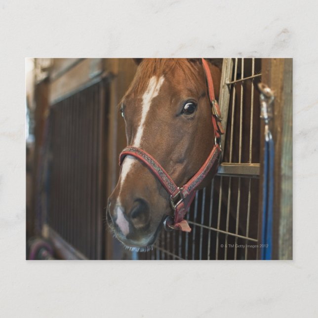 Pferd im Stall Postkarte (Vorderseite)